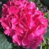 Merritts Supreme Hydrangea - 1 Gallon Pot -Foxtail Plant Shop Hydrangea Merrits Supreme Pink 15 1