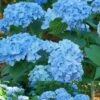 Mini Penny Hydrangea - 3 Gallon Pot -Foxtail Plant Shop Hydrangea Mini Penny 1 1