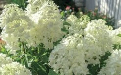 Moon Dance Hydrangea - 2 Gallon Pot -Foxtail Plant Shop Hydrangea Mood Dance 4