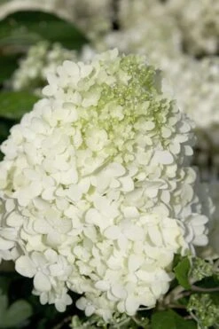 Moon Dance Hydrangea - 3 Gallon Pot -Foxtail Plant Shop Hydrangea Moon Dance 2 1