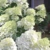 Moon Dance Hydrangea - 3 Gallon Pot -Foxtail Plant Shop Hydrangea Moon Dance 3 1