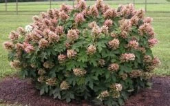 Munchkin Dwarf Oakleaf Hydrangea - 2 Gallon Pot -Foxtail Plant Shop Hydrangea Munchkin 1
