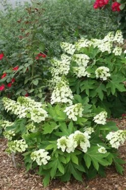 Munchkin Dwarf Oakleaf Hydrangea - 1 Gallon Pot -Foxtail Plant Shop Hydrangea Munchkin 11