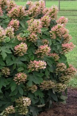 Munchkin Dwarf Oakleaf Hydrangea - 1 Gallon Pot -Foxtail Plant Shop Hydrangea Munchkin 500x750 2