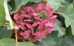 Munchkin Dwarf Oakleaf Hydrangea - 1 Gallon Pot -Foxtail Plant Shop Hydrangea Munchkin Bloom Closeup