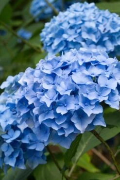 Nikko Blue Hydrangea - 2 Gallon Pot -Foxtail Plant Shop Hydrangea Nikko Blue 10 2