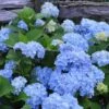 Nikko Blue Hydrangea - 3 Gallon Pot -Foxtail Plant Shop Hydrangea Nikko Blue 500x750 2