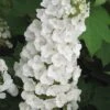Alice Oakleaf Hydrangea - 3 Gallon Pot -Foxtail Plant Shop Hydrangea Oakleaf Alice 3