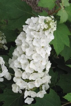 Alice Oakleaf Hydrangea - 3 Gallon Pot 19 Alice Oakleaf Hydrangea - 3 Gallon Pot -Foxtail Plant Shop Hydrangea Oakleaf Alice 4