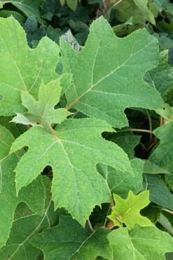 Alice Oakleaf Hydrangea - 3 Gallon Pot 15 Alice Oakleaf Hydrangea - 3 Gallon Pot -Foxtail Plant Shop Hydrangea Oakleaf Alice 5