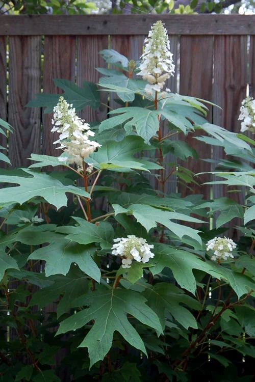 Alice Oakleaf Hydrangea - 3 Gallon Pot 9 Alice Oakleaf Hydrangea - 3 Gallon Pot - Image 9