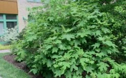 Alice Oakleaf Hydrangea - 3 Gallon Pot 13 Alice Oakleaf Hydrangea - 3 Gallon Pot -Foxtail Plant Shop Hydrangea Oakleaf Alice 8