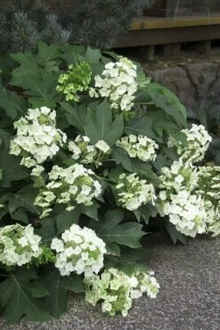 Pee Wee Dwarf Oakleaf Hydrangea - 3 Gallon Pot -Foxtail Plant Shop Hydrangea Oakleaf Pee Wee 11 1