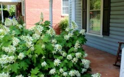 Pee Wee Dwarf Oakleaf Hydrangea - 1 Gallon Pot -Foxtail Plant Shop Hydrangea Oakleaf Pee Wee