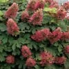 Ruby Slippers Dwarf Oakleaf Hydrangea - 1 Gallon Pot -Foxtail Plant Shop Hydrangea Oakleaf Ruby Slippers 500x750 5