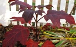 Ruby Slippers Dwarf Oakleaf Hydrangea - 1 Gallon Pot -Foxtail Plant Shop Hydrangea Oakleaf Ruby Slippers Fall Foliage Color 4