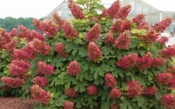 Ruby Slippers Dwarf Oakleaf Hydrangea - 3 Gallon Pot -Foxtail Plant Shop Hydrangea Oakleaf Ruby Slippers Full Bloom 3