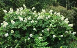 Semmes Beauty Oakleaf Hydrangea - 3 Gallon Pot -Foxtail Plant Shop Hydrangea Oakleaf Semmes Beauty 10