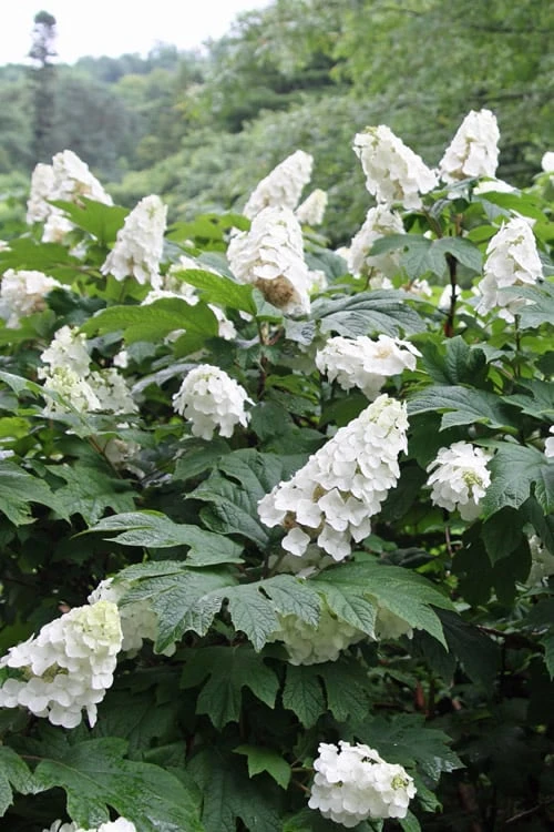 Snow Queen Oakleaf Hydrangea - 1 Gallon Pot 7 Snow Queen Oakleaf Hydrangea - 1 Gallon Pot - Image 7