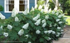 Snow Queen Oakleaf Hydrangea - 2 Gallon Pot 10 Snow Queen Oakleaf Hydrangea - 2 Gallon Pot -Foxtail Plant Shop Hydrangea Oakleaf Snow Queen 11 2
