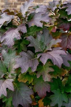 Snow Queen Oakleaf Hydrangea - 3 Gallon Pot -Foxtail Plant Shop Hydrangea Oakleaf Snow Queen 3