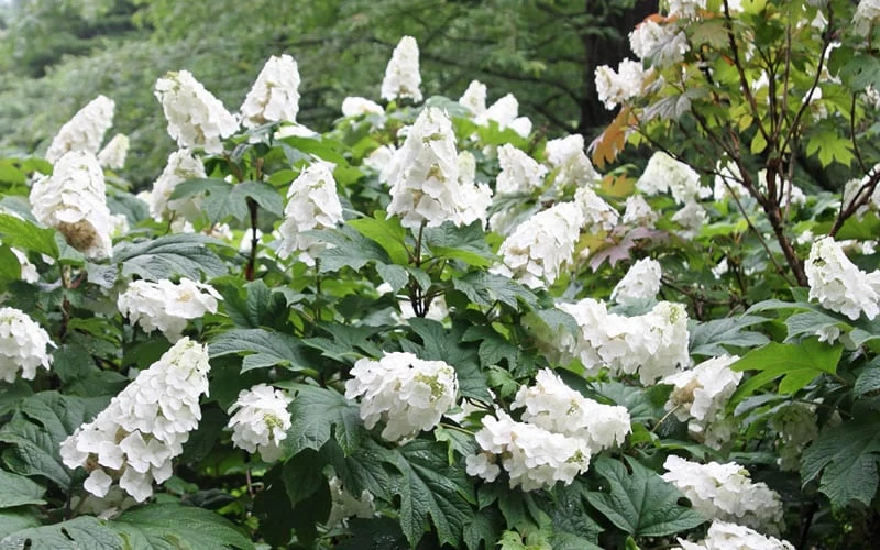 Snow Queen Oakleaf Hydrangea - 1 Gallon Pot 5 Snow Queen Oakleaf Hydrangea - 1 Gallon Pot - Image 5