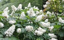 Snow Queen Oakleaf Hydrangea - 2 Gallon Pot 11 Snow Queen Oakleaf Hydrangea - 2 Gallon Pot -Foxtail Plant Shop Hydrangea Oakleaf Snow Queen 6 2