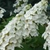 Snow Queen Oakleaf Hydrangea - 2 Gallon Pot -Foxtail Plant Shop Hydrangea Oakleaf Snow Queen 8 2