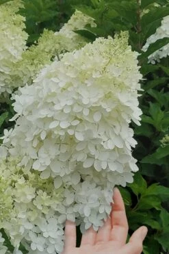 Phantom Hydrangea - 3 Gallon Pot 8 Phantom Hydrangea - 3 Gallon Pot -Foxtail Plant Shop Hydrangea Phantom 20 2