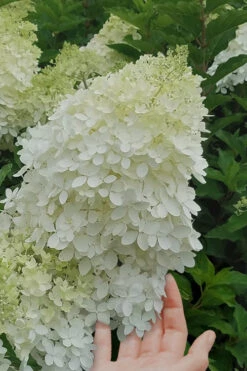 Phantom Hydrangea (Single Trunk Tree Form) - 7 Gallon Pot -Foxtail Plant Shop Hydrangea Phantom 20