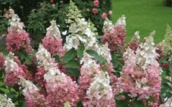 Pinky Winky Hydrangea - 3 Gallon Pot 8 Pinky Winky Hydrangea - 3 Gallon Pot -Foxtail Plant Shop Hydrangea Pinky Winky 1
