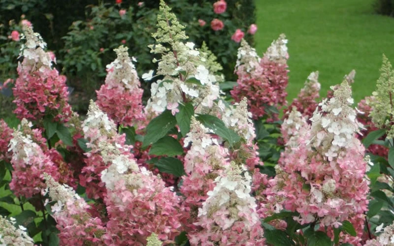 Pinky Winky Hydrangea - 3 Gallon Pot 4 Pinky Winky Hydrangea - 3 Gallon Pot - Image 4