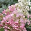 Pinky Winky Hydrangea - 3 Gallon Pot 13 Pinky Winky Hydrangea - 3 Gallon Pot -Foxtail Plant Shop Hydrangea Pinky Winky BS 1