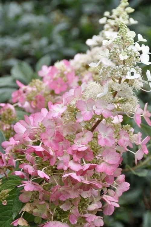 Pinky Winky Hydrangea - 3 Gallon Pot 1 Pinky Winky Hydrangea - 3 Gallon Pot