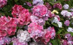 Preziosa Multi Color Hydrangea - 1 Gallon Pot -Foxtail Plant Shop Hydrangea Preziosa 18 1