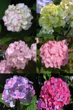 Preziosa Multi Color Hydrangea - 1 Gallon Pot -Foxtail Plant Shop Hydrangea Preziosa 19 1