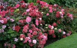 Preziosa Multi Color Hydrangea - 1 Gallon Pot -Foxtail Plant Shop Hydrangea Preziosa 7 1
