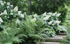 Alice Oakleaf Hydrangea - 3 Gallon Pot 17 Alice Oakleaf Hydrangea - 3 Gallon Pot -Foxtail Plant Shop Hydrangea Quercifolia Oakleaf 50