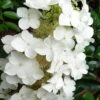 Semmes Beauty Oakleaf Hydrangea - 3 Gallon Pot -Foxtail Plant Shop Hydrangea Semmes Beauty 10