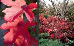 Semmes Beauty Oakleaf Hydrangea - 3 Gallon Pot -Foxtail Plant Shop Hydrangea Semmes Beauty Fall Foliage Color