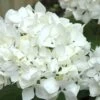 Sister Theresa Hydrangea - 1 Gallon Pot -Foxtail Plant Shop Hydrangea Sister Theresa 2 500x750 2