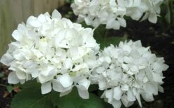 Sister Theresa Hydrangea - 1 Gallon Pot -Foxtail Plant Shop Hydrangea Sister Theresa 50 1