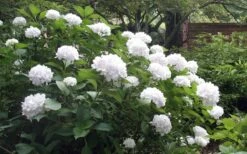 Sister Theresa Hydrangea - 3 Gallon Pot -Foxtail Plant Shop Hydrangea Sister Theresa 51