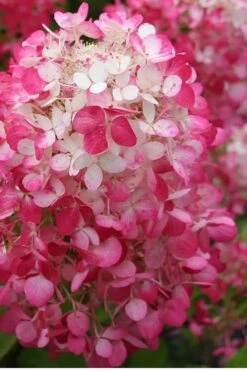 Strawberry Sundae Hydrangea - 1 Gallon Pot 9 Strawberry Sundae Hydrangea - 1 Gallon Pot -Foxtail Plant Shop Hydrangea Strawberry Sundae Flower 1 1