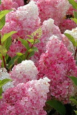 Strawberry Sundae Hydrangea - 1 Gallon Pot 10 Strawberry Sundae Hydrangea - 1 Gallon Pot -Foxtail Plant Shop Hydrangea Strawberry Sundae Flowers 3 1