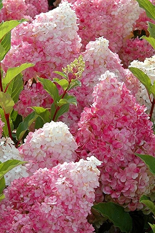 Strawberry Sundae Hydrangea - 1 Gallon Pot 5 Strawberry Sundae Hydrangea - 1 Gallon Pot - Image 5