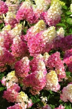 Strawberry Sundae Hydrangea - 3 Gallon Pot -Foxtail Plant Shop Hydrangea Strawberry Sundae Flowers 5