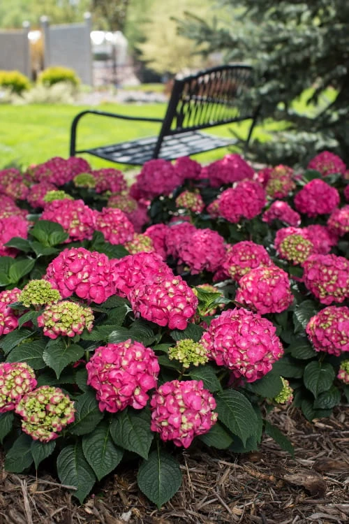 Summer Crush Endless Summer Hydrangea - 7 Gallon Pot 7 Summer Crush Endless Summer Hydrangea - 7 Gallon Pot - Image 7