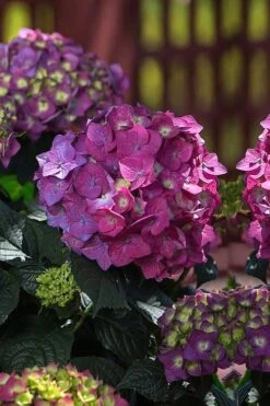 Summer Crush Endless Summer Hydrangea - 6 Gallon Pot -Foxtail Plant Shop Hydrangea Summer Crush Endless Summer 4 3