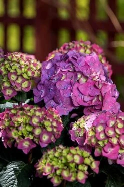 Summer Crush Endless Summer Hydrangea - 6 Gallon Pot -Foxtail Plant Shop Hydrangea Summer Crush Endless Summer 5 3